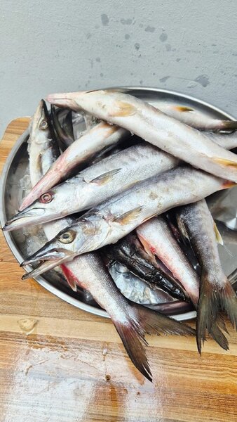 Poissons brochets frais