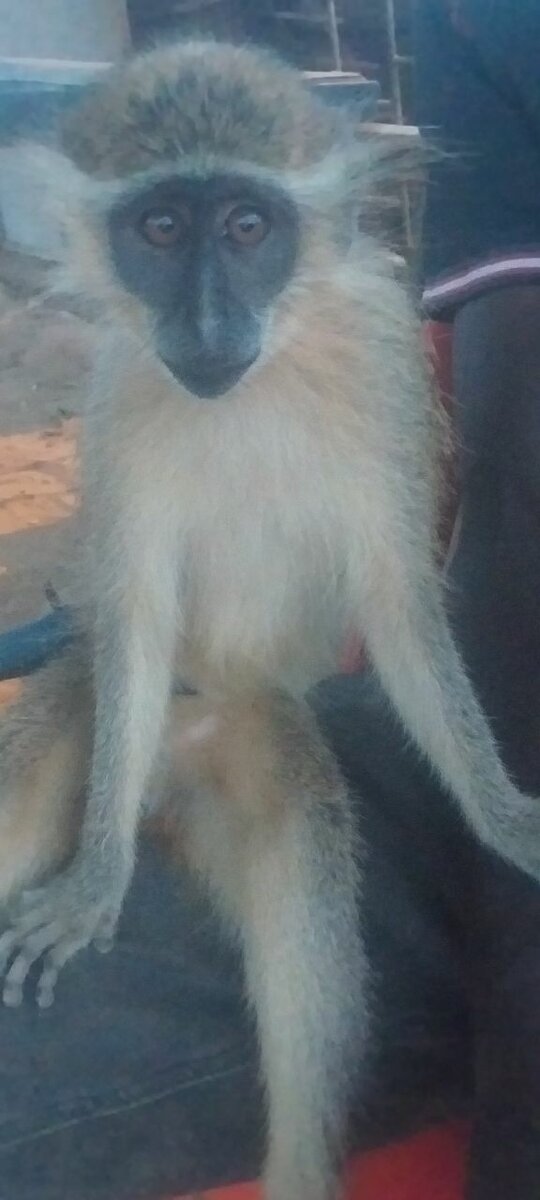 Singe