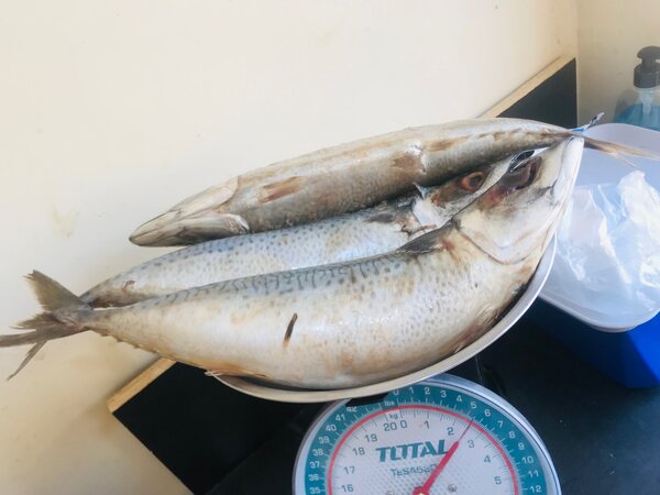 Salmon