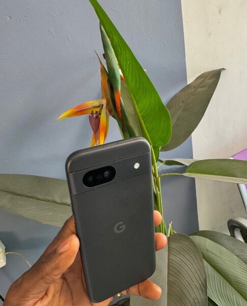 Googlepisel