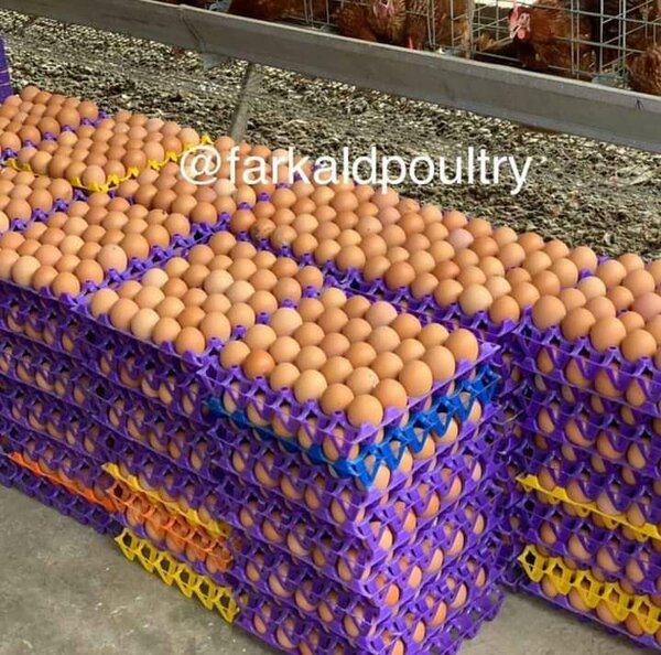 Fresh Eggs