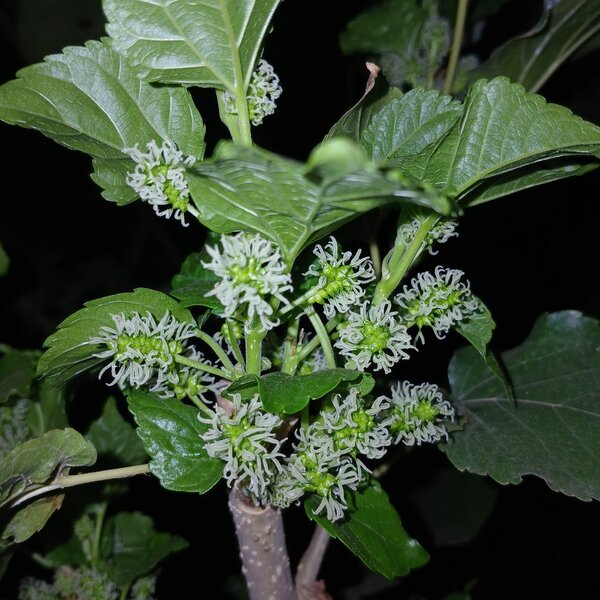 Mulberry Seedling