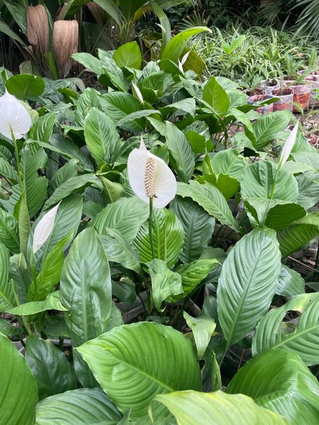 Peace Lilly