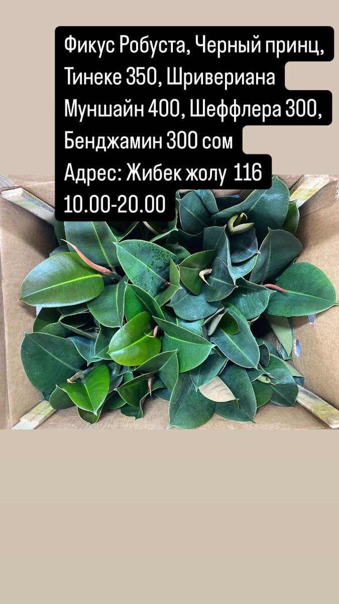 Фикусы