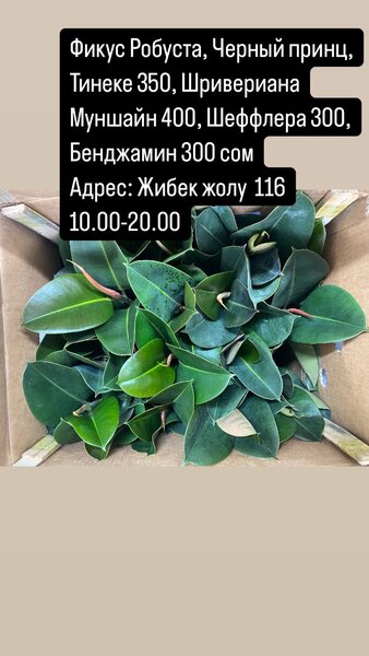 Фикусы
