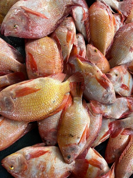 Carpe rouge 5Kg