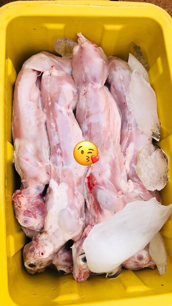 Lapin