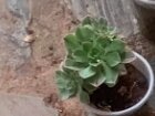 indoor plant