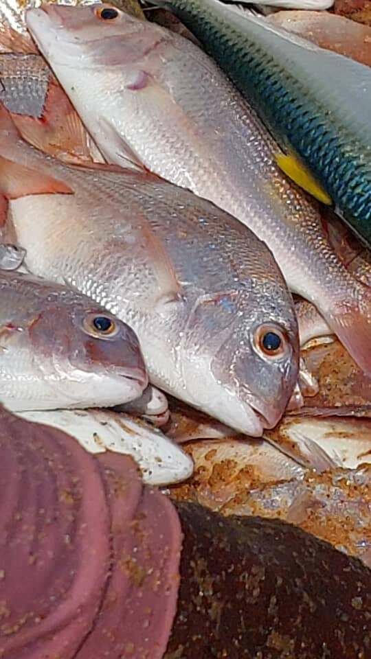 Red fish