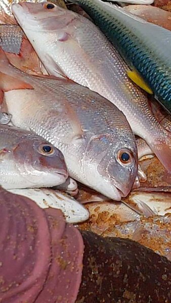 Red fish