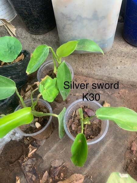Plants