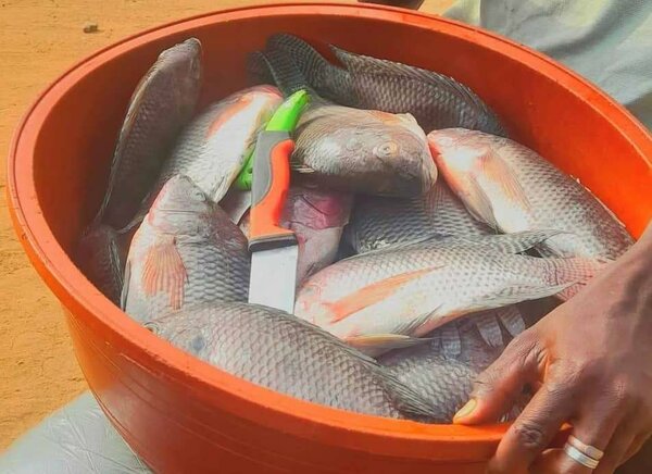 Poissons