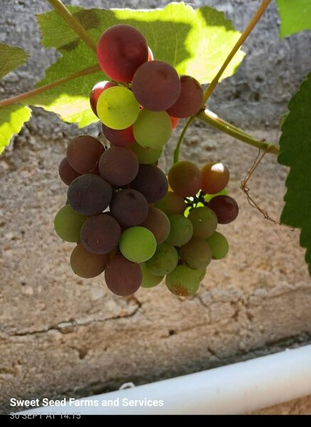 Red Grapes tree