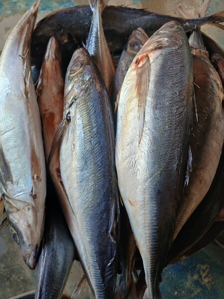 Poisson Appolo