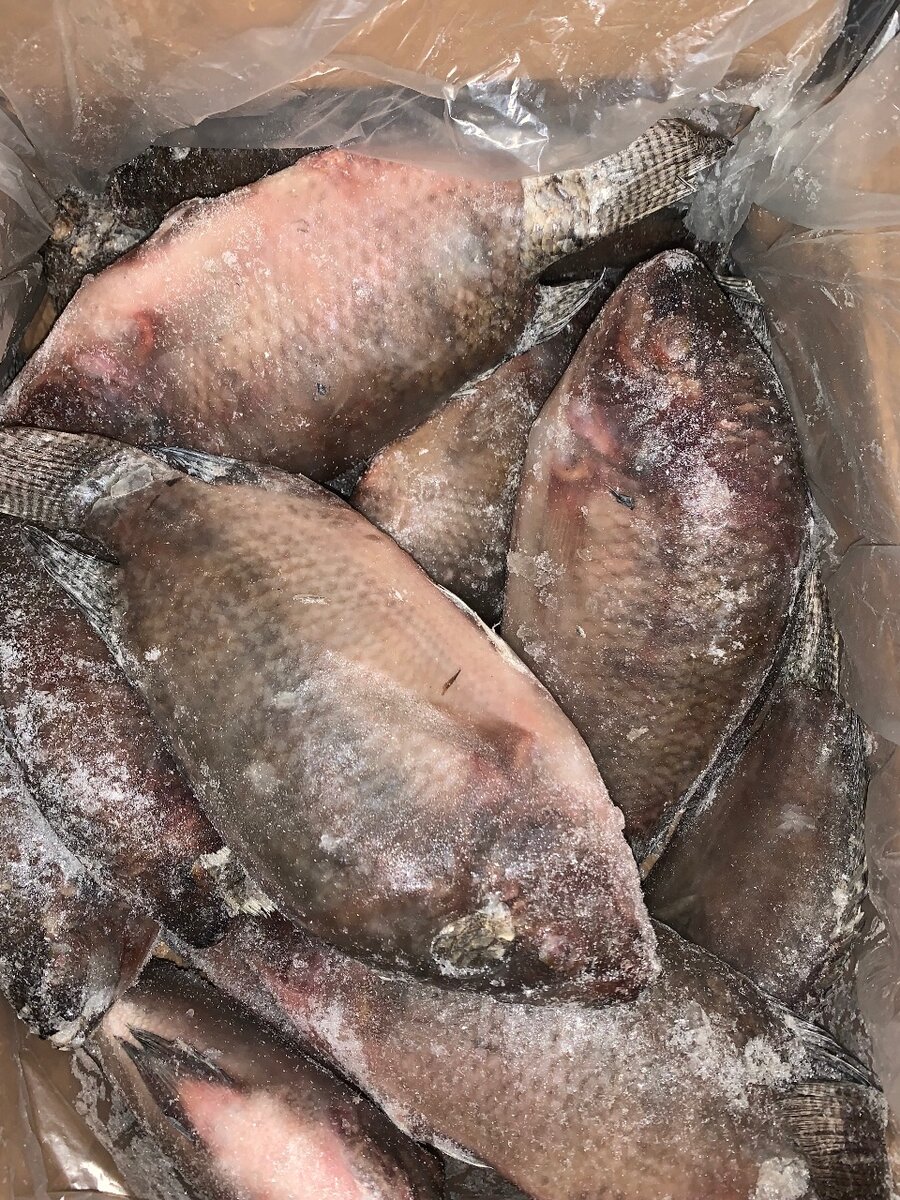 Tilapia de forme Moyenne