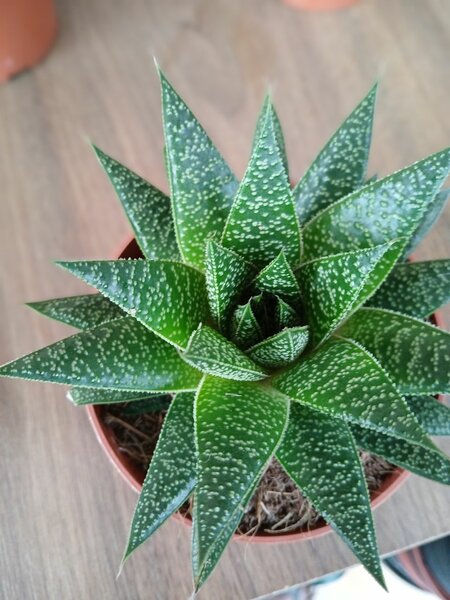 Haworhtia
