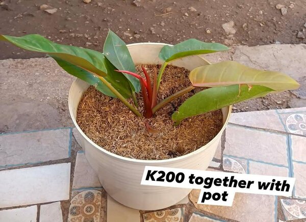 Plants