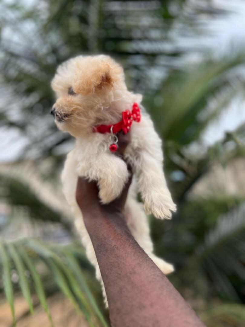 Toy Dog