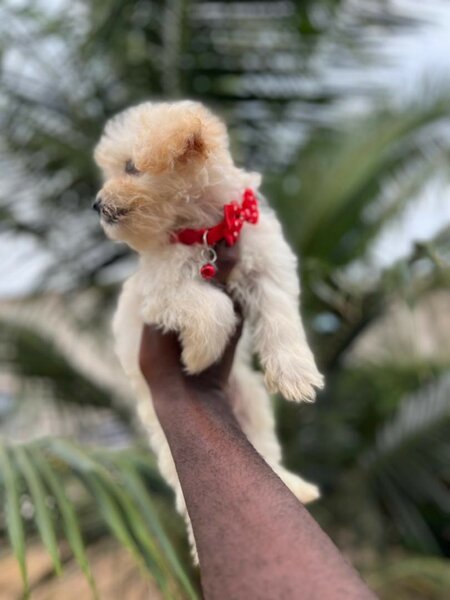 Toy Dog