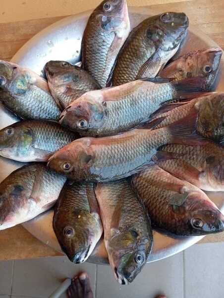 Poisson frais