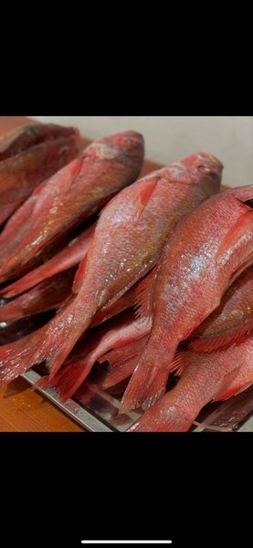 Red fish
