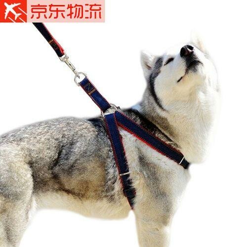 Laisse + Harnais Pour Chien