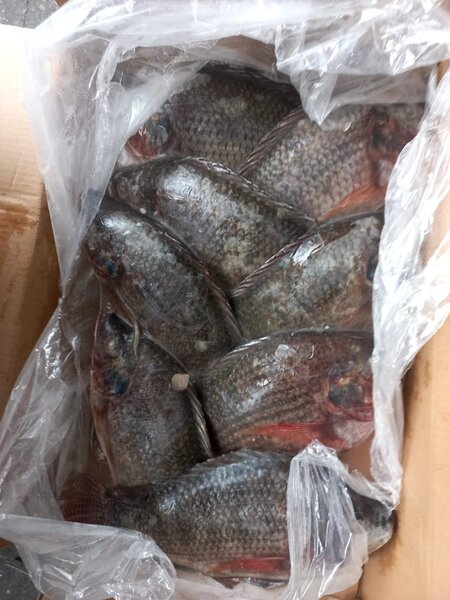 Tilapia fraîche emballée