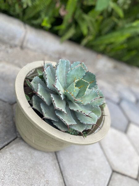 Garden plant