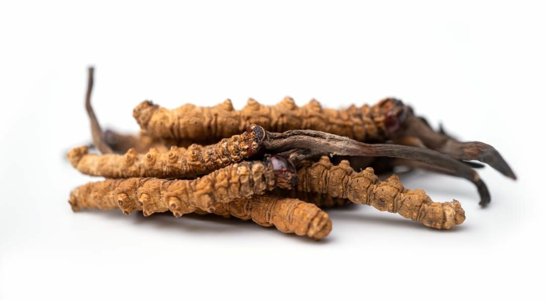 Capsules Cordyceps Longrich