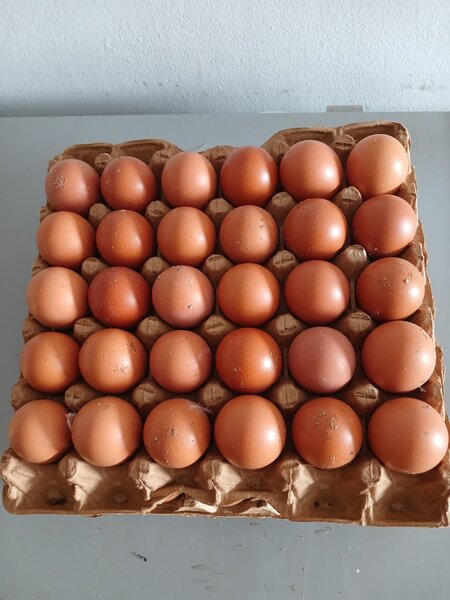Oeuf local