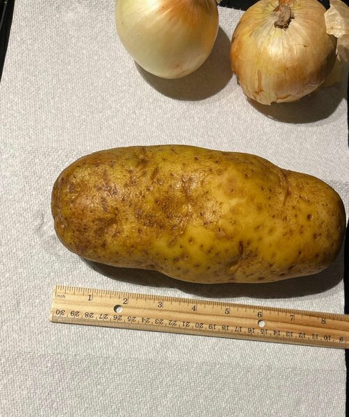 POTATOES 10KG