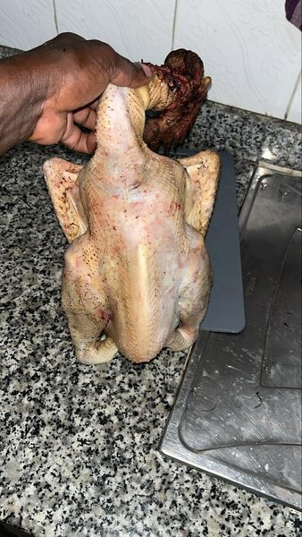 Poulet africain