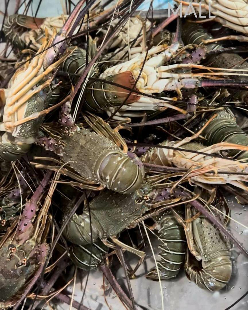 Lobster