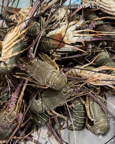 Lobster