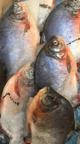 Poissons belle dame