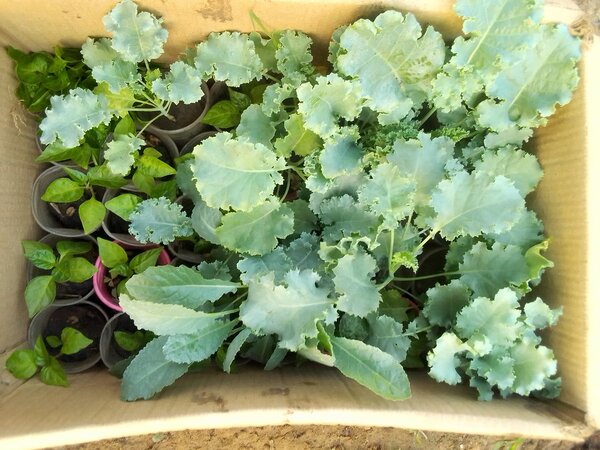 Curly Kale