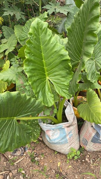 Elephant Ears