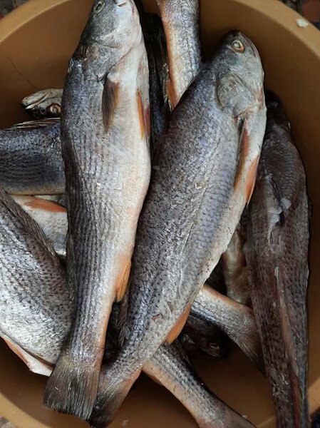 Sosso pescadia 5kg
