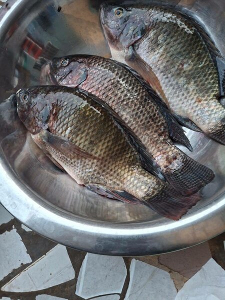 Carpes