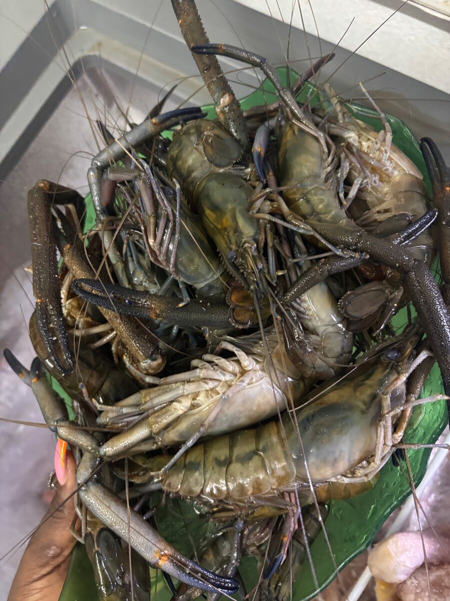 Écrevisses fraiches