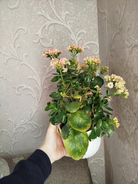 Цветы