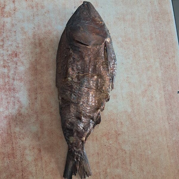 Bonga fish