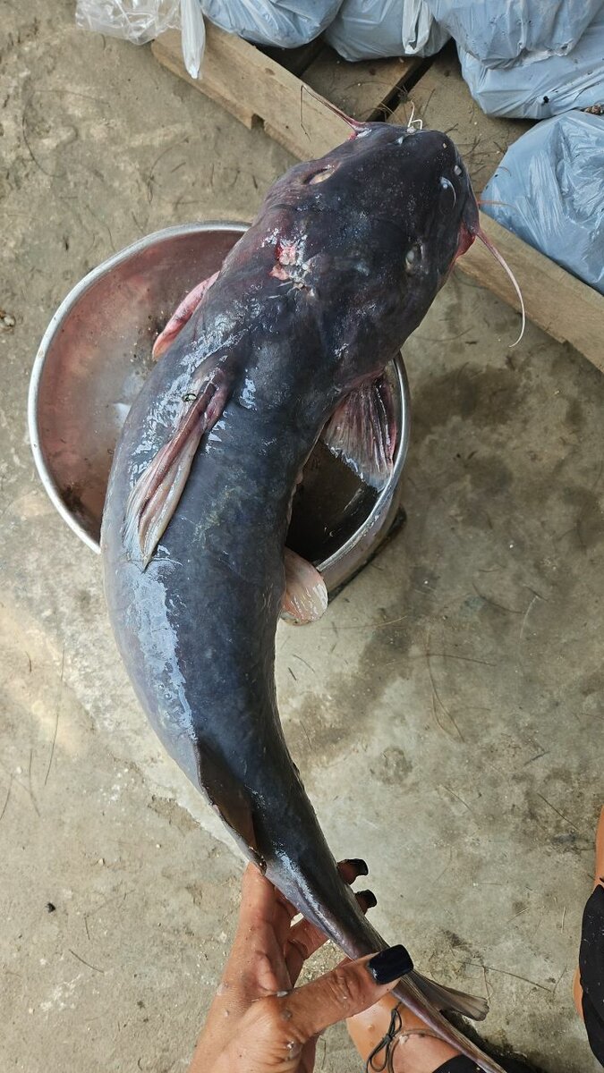 Machoiron