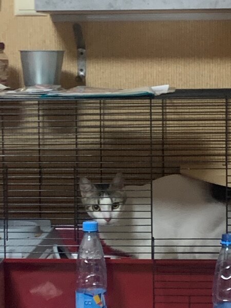 Cage pour animaux