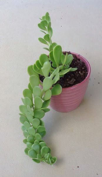 plantes vertes d'intérieur