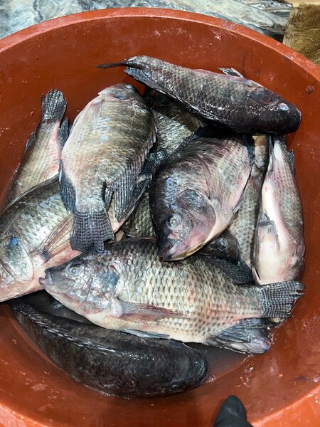 Poisson