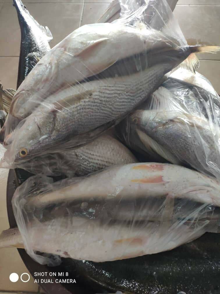 Poisson Sosso