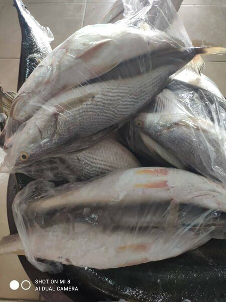 Poisson Sosso