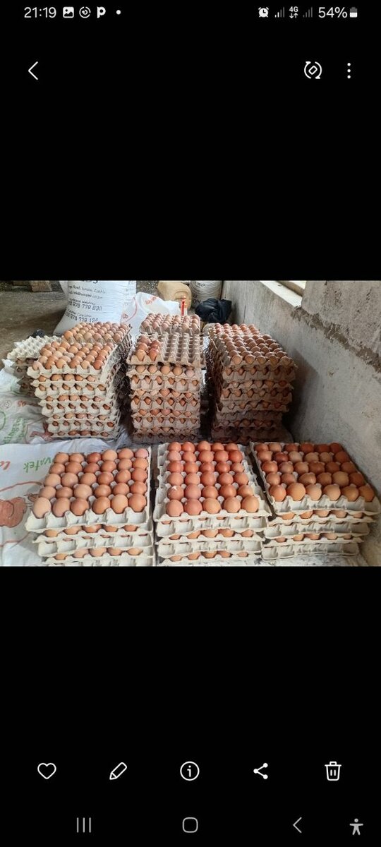 Tray of eggs