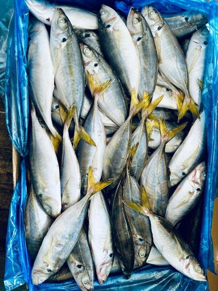 Yellow tail(emule)